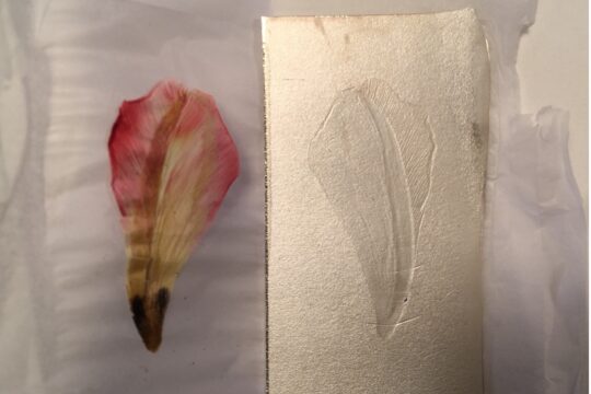 Sheet of silver with imprint of tulip petal.